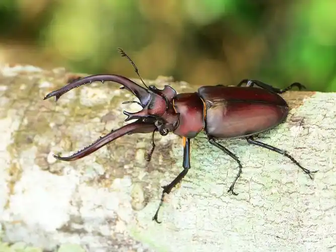 国家重点保护动物[昆虫类•鞘翅目](1)