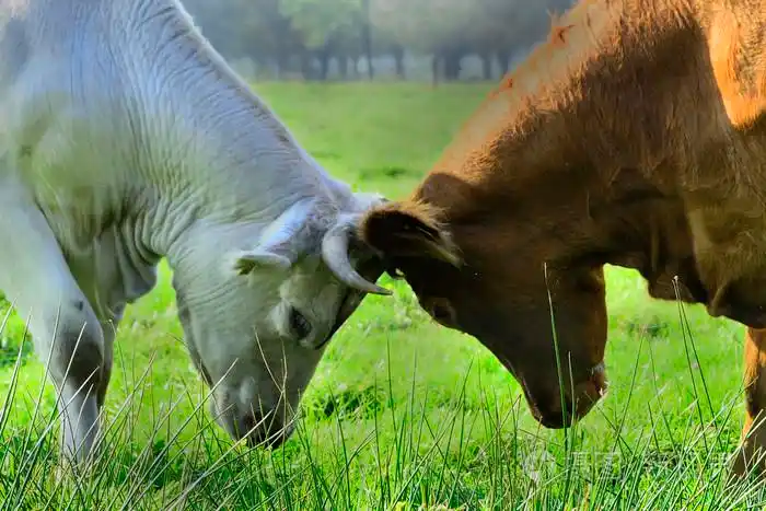 美丽的母牛和公牛在绿色的田野