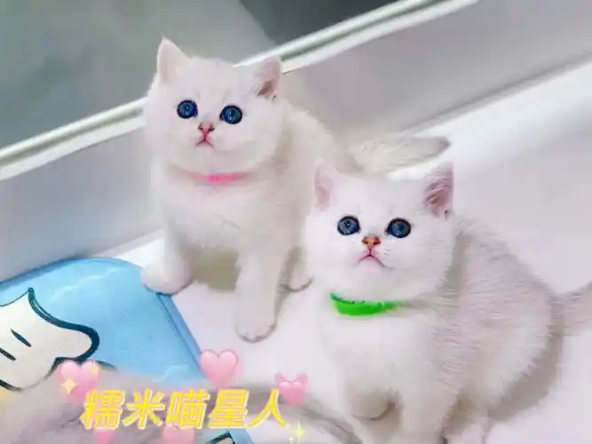 最适合新手饲养的宠物猫