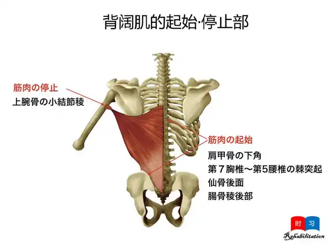 康复触诊新章节33背阔肌上