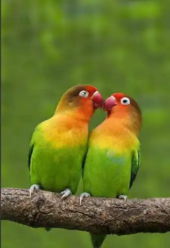 3.14白色爱情节同题诗《爱情鸟》