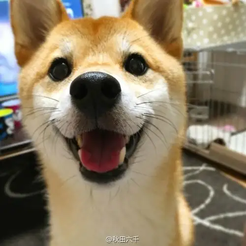 爱笑的柴犬姑娘hiyori,看到她的笑脸感觉整个人都被治愈啦!