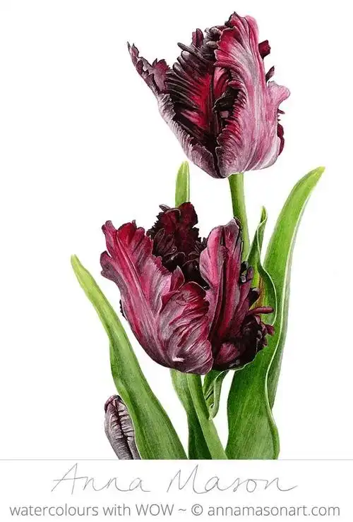 英国水彩艺术家anna mason 精彩写实花卉!