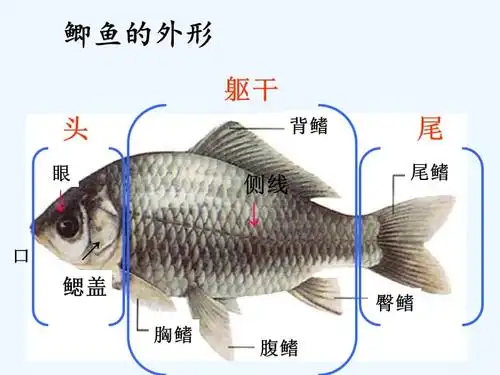 鲫鱼的外形ppt