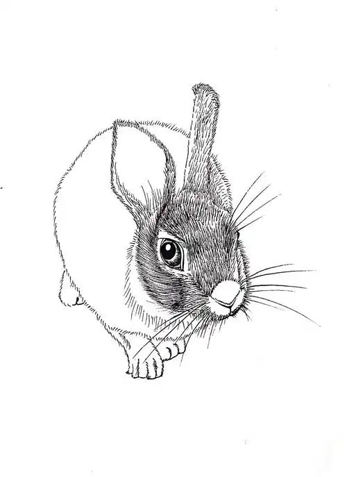 【黑白动物线描】灰兔