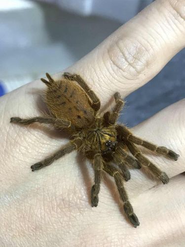 非洲巴布112厘米c8蜘蛛好养织网宠物玩具生长速度快蜘蛛