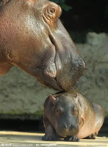 河马有几只脚趾头?