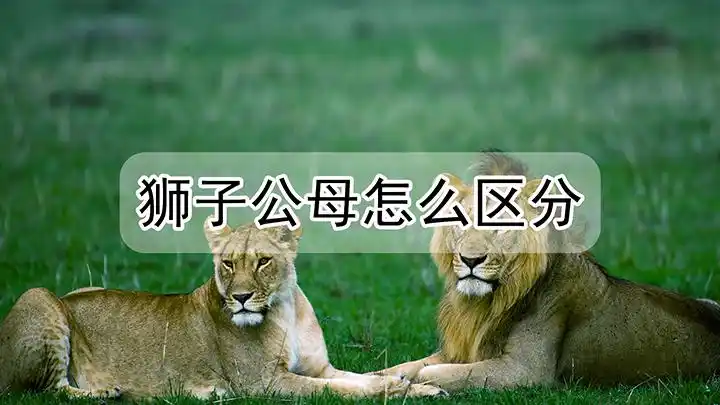 狮子公母宠物绿植01:20会晤和会谈有什么区别区别会晤会谈学习中心01