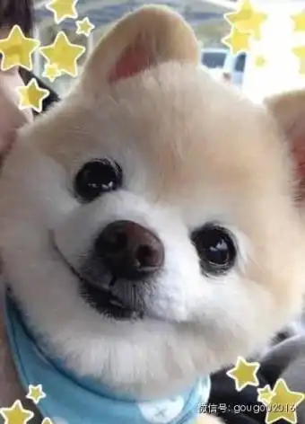 日本最火博美犬,狗狗俊介的日常