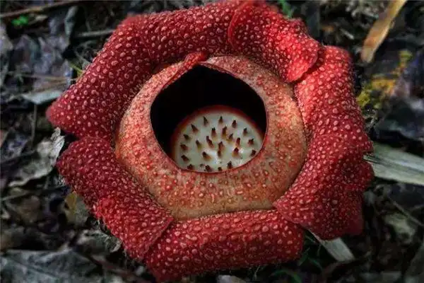 十大最丑的花世界上什么花最丑最让人难以忍受