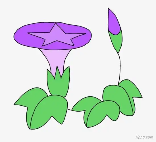 手绘紫色牵牛花png素材透明免抠图片卡通手绘
