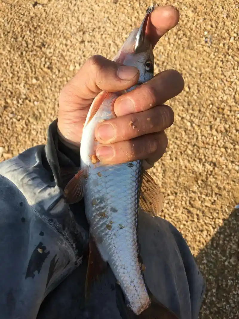 让路亚人爱不释手的巨型马口