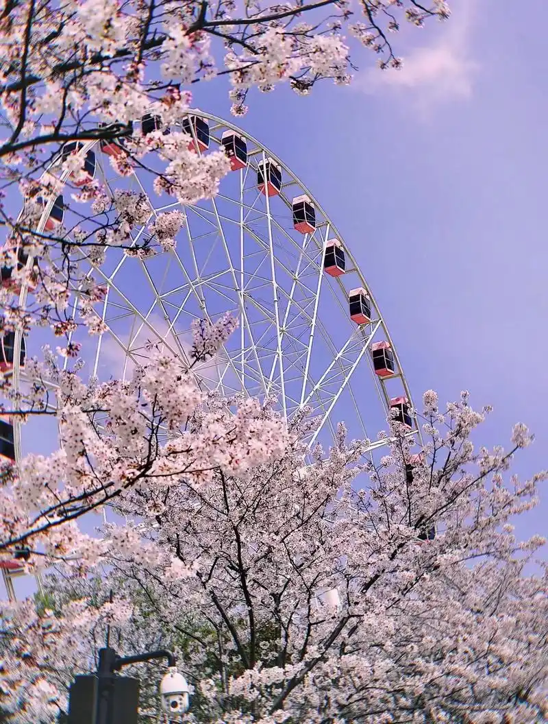 开往春天的摩天轮99终于等到了樱花满开的.时节了!顾村公园3 - 抖音