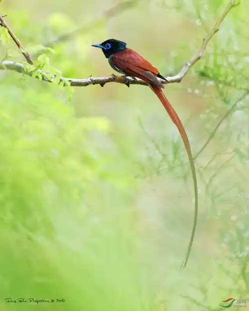 林鸟飘逸的长尾巴绶带图一荣获鸟网首页每日精华