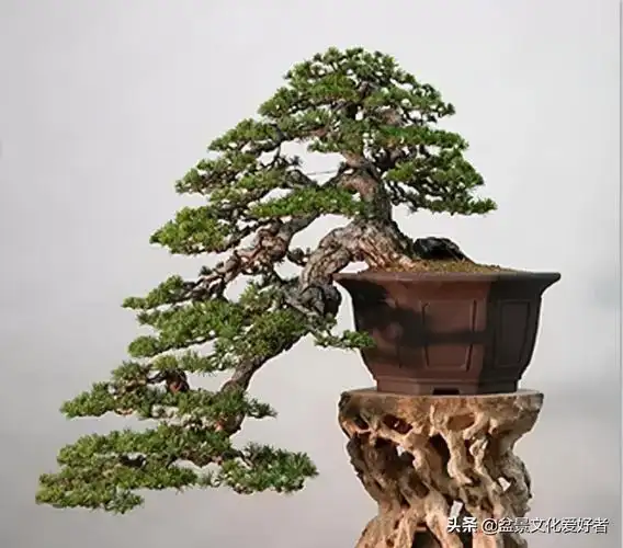 飘枝,让盆景自然如画 - 知乎