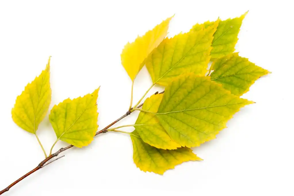 秋天的白桦树叶,秋季桦木叶白色背景上