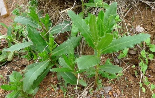 马刺是什么马刺根长什么样子