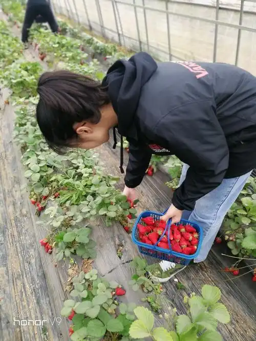 摘草莓