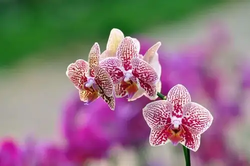 世界上最奇葩的植物,99%的人都没有见过