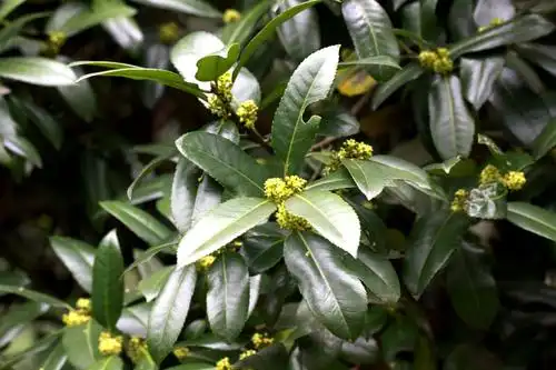 大叶冬青冬青科冬青属