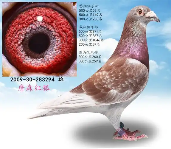詹森红狐_山东金鹏鸽业_ag188.com爱鸽商城_中国信鸽信息网