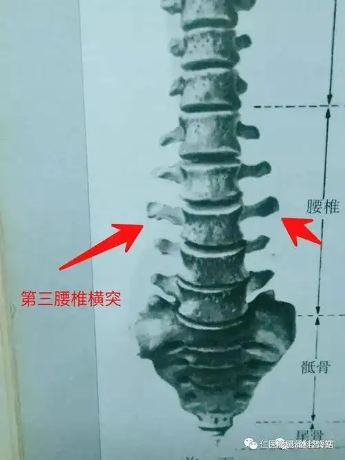 经常腰痛的人,一定听说过腰肌劳损,腰椎间盘突出.