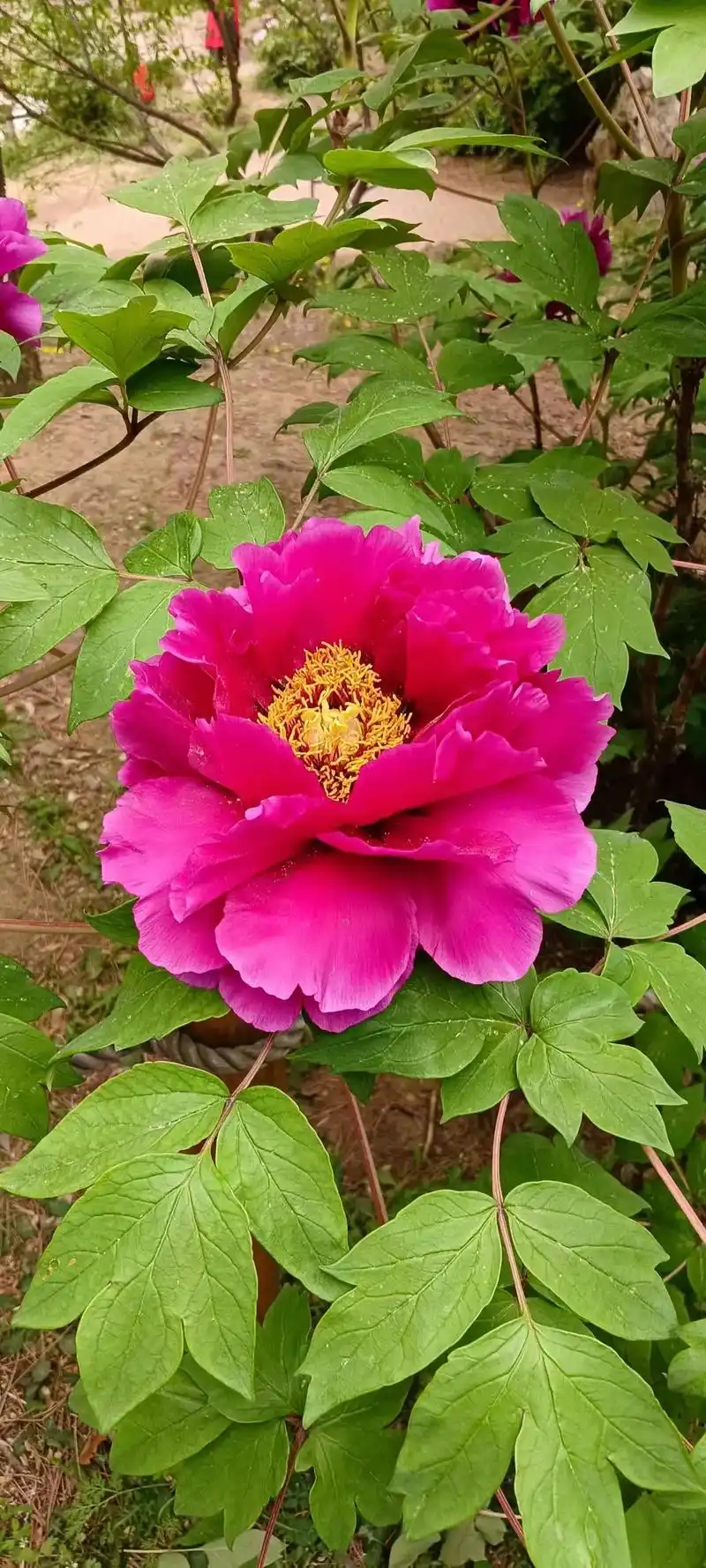 牡丹花,好看的花一定要分享给你.与牡丹相约而至,花瓣细致柔软