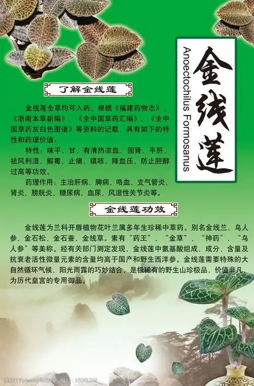 金线莲海报图片