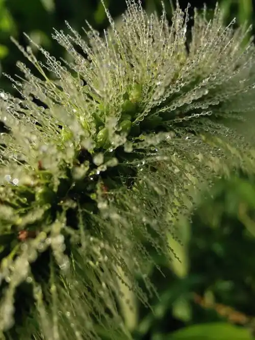 拉犁山下的狗尾草挂满了露珠