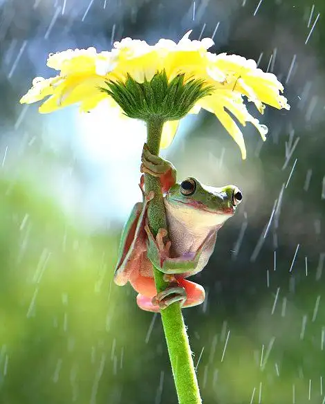 摄影呆萌树蛙在非洲菊花下躲雨