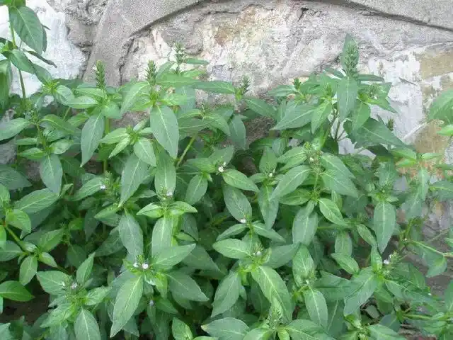 农村一喂鸭子的野草人称六角仙老农说煮水喝治筋骨疼痛