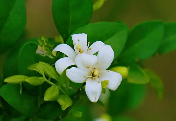 纯洁之美九里香(首发)