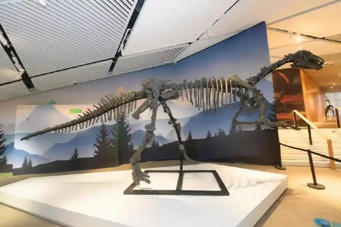 谭氏临河猎龙,目前已知最完整的白垩纪晚期伤齿龙科化石,四肢修长