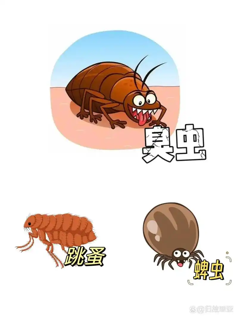 喜欢隐藏在床板,床垫,家具缝隙等暗处.