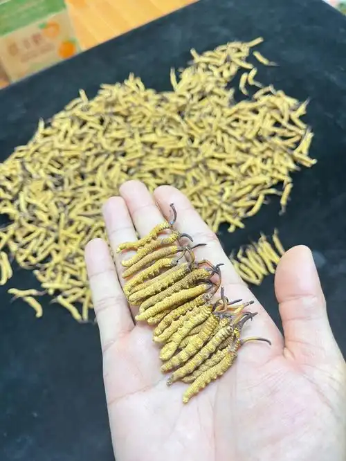 这头期虫草怎么样