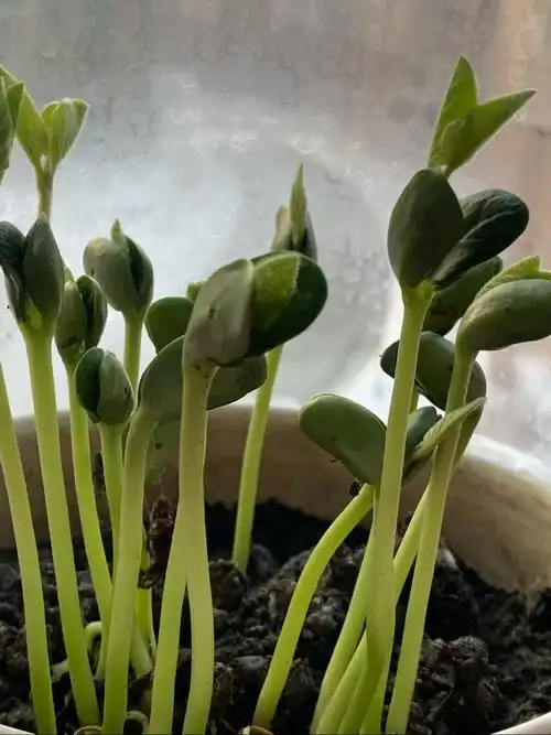 聂子现.假期植物种植观察日记