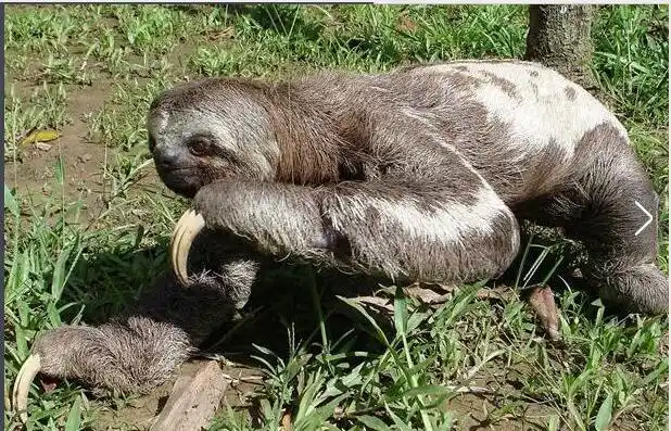 草原大地獭图片(鬼吹灯里的巨兽草原大地懒现在是否还真实存在?
