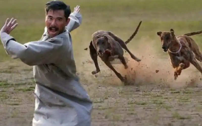 为什么人被狗追的时候只要人一蹲下来狗马上就跑了涨见识了