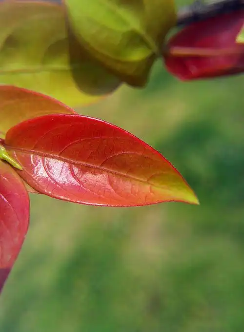 【图片2】俺手机拍的800万相素,自制的镜头--蜂鸟论坛照片套图