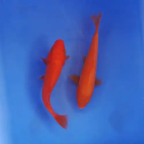 锦鲤火鲤鲤鱼活鱼红色闪麟冷水观赏鱼易活体活体鱼