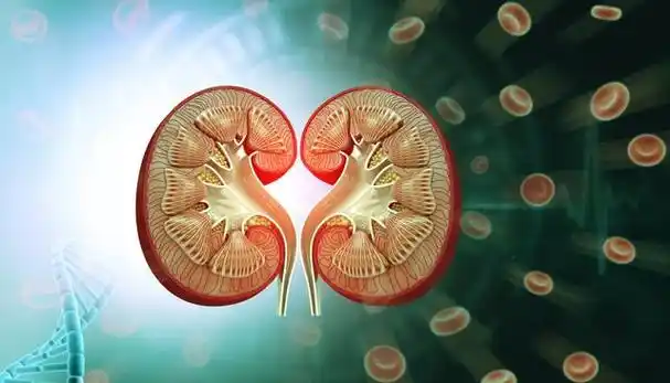 肾癌是一种惰性癌