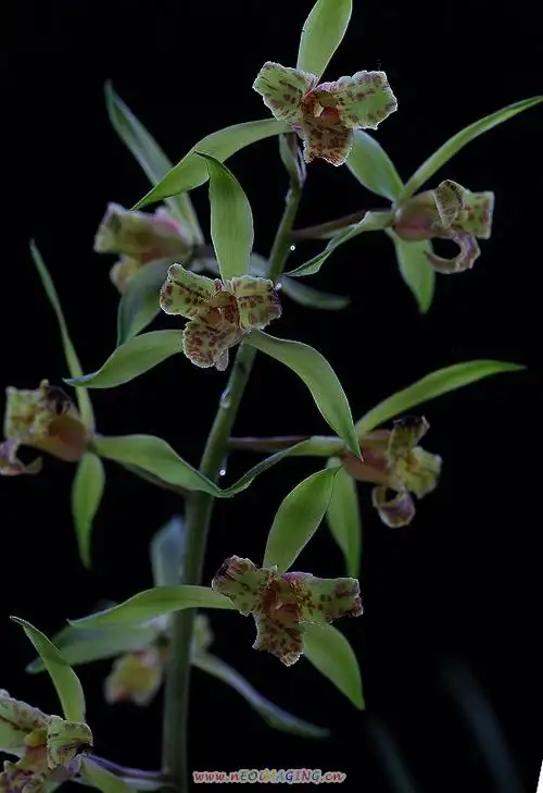 【江苏(扬州)惠兰展】上的主要展品