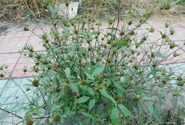 《本草拾遗》),小鬼叉(《东北药植志》),豆渣草(《四川中药志》),针包