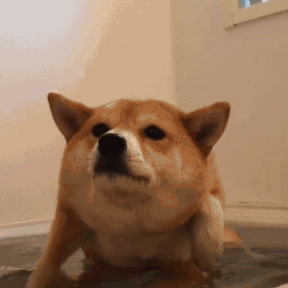 柴犬表情包合集