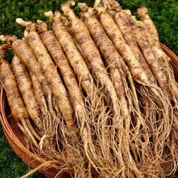 东北长白山新鲜小人参煲汤泡酒现挖湿人参 鲜参炖汤小