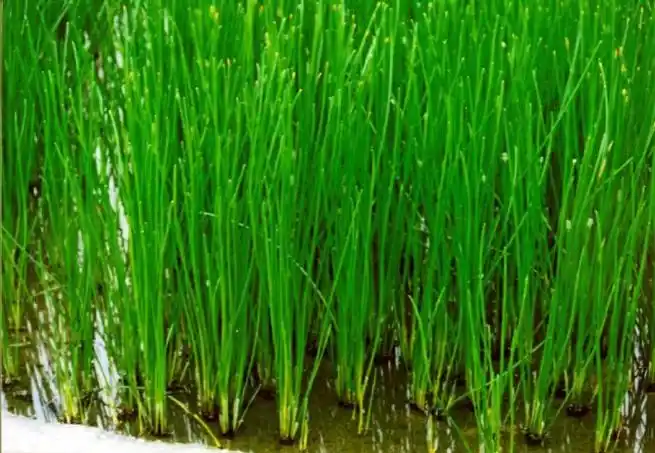 荸荠图片和介绍