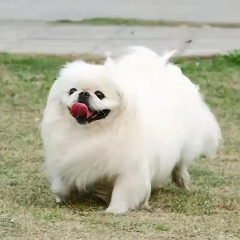 京巴犬在以前可是受欢迎的宫廷玩赏犬,超级多人养的