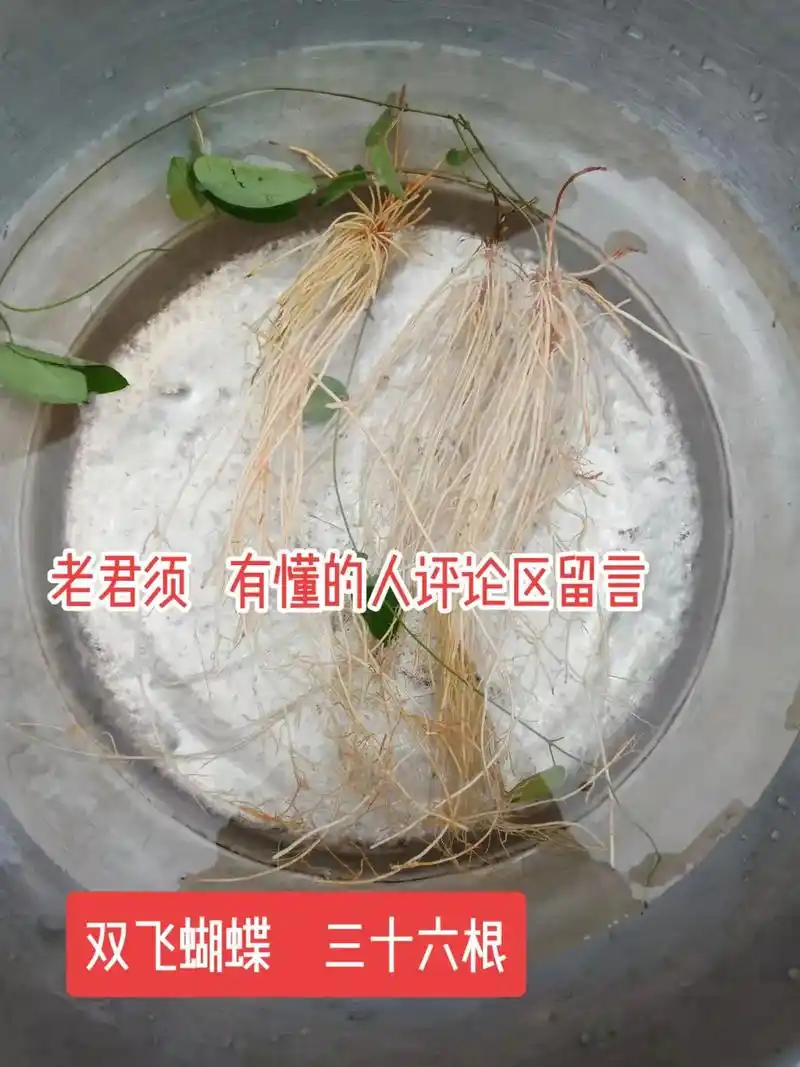双飞蝴蝶,三十六根,老君须#草药知识 #植物科普小知识 #草本科普