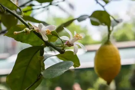 开花结果的柠檬树照片