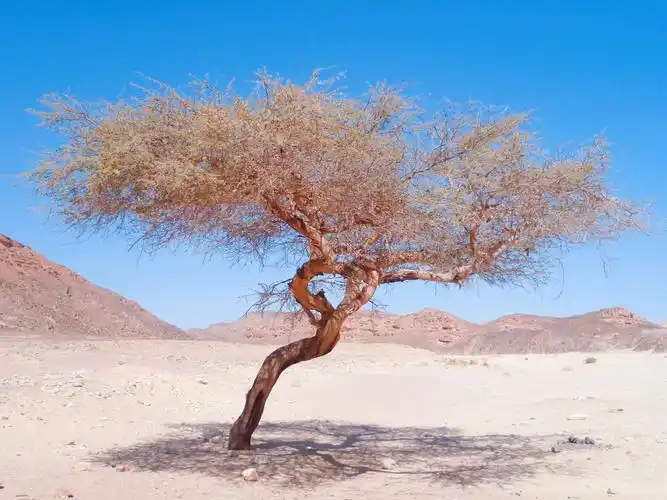 400公里沙漠中唯一的树,当地人很崇敬,结果被醉汉撞断了_腾讯新闻